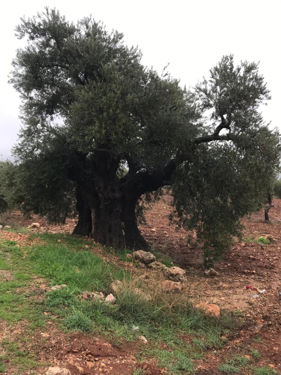 Ajloun Hotel Kültér fotó